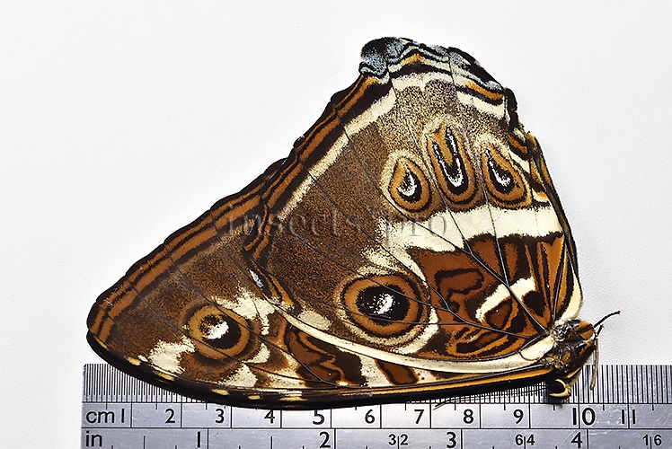 Morpho cisseis gahua f. phadena ♂ - Image 3