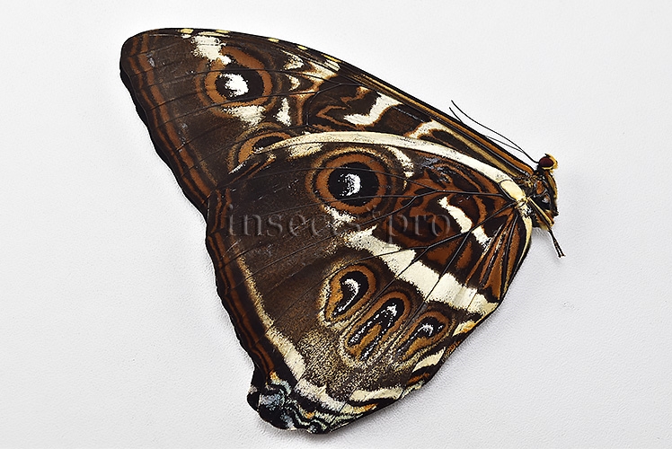 Morpho cisseis gahua f. phadena ♂ - Image 2