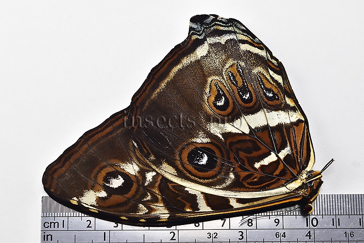 Morpho cisseis gahua f. phadena ♂ - Image 3