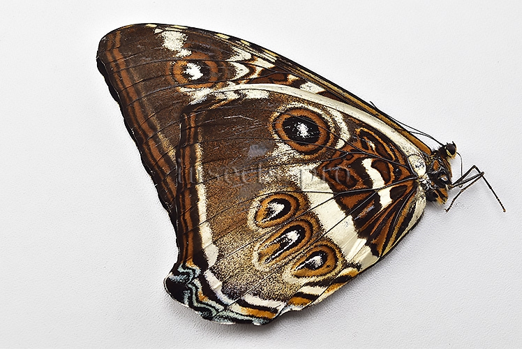 Morpho cisseis gahua f. phadena ♂ - Image 2