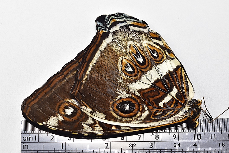 Morpho cisseis gahua f. phadena ♂ - Image 3