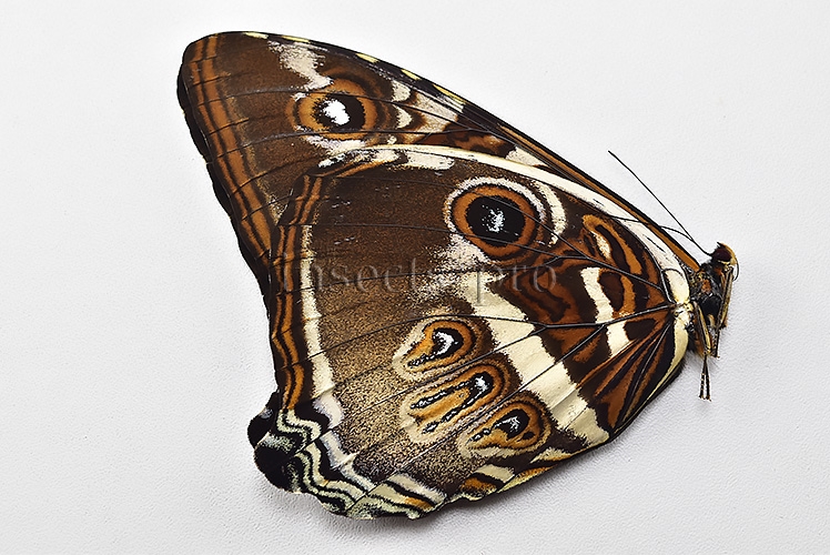 Morpho cisseis gahua f. gahua ♂ - Image 2