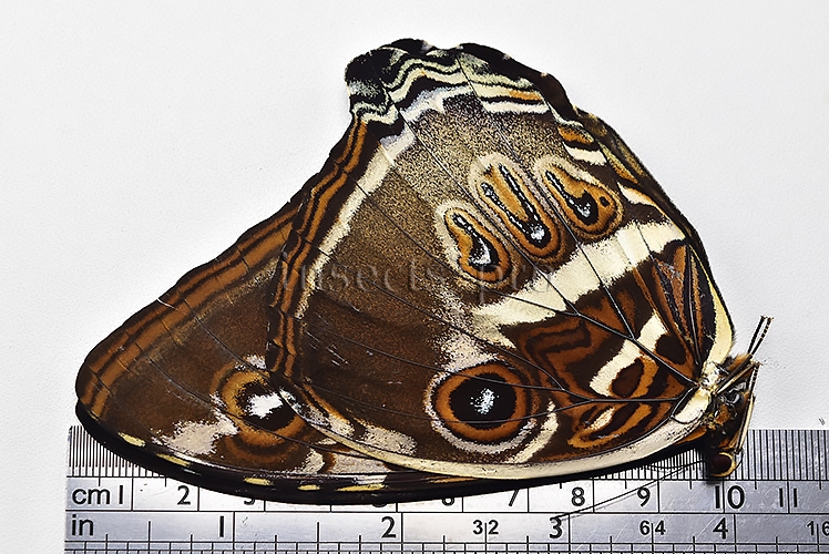 Morpho cisseis gahua f. gahua ♂ - Image 3