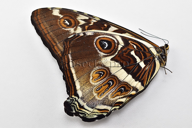 Morpho cisseis gahua f. phadena A1 ♂ - Image 2