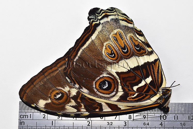 Morpho cisseis gahua f. phadena A1 ♂ - Image 3