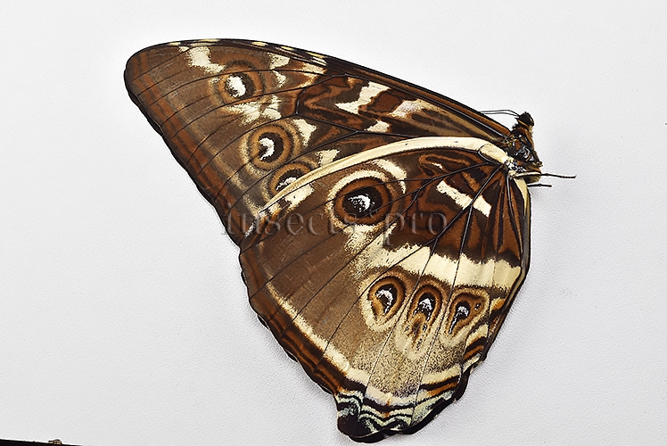 Morpho cisseis gahua f. gahua A1 ♂ GIANT BLUE - Image 2
