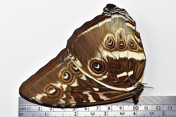 Morpho cisseis gahua f. gahua A1 ♂ GIANT BLUE - Image 3