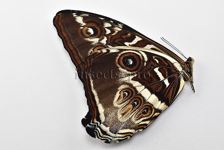 Morpho cisseis gahua f. gahua A1 ♂ LARGE - Image 2