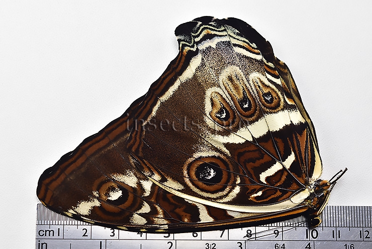 Morpho cisseis gahua f. gahua A1 ♂ LARGE - Image 3