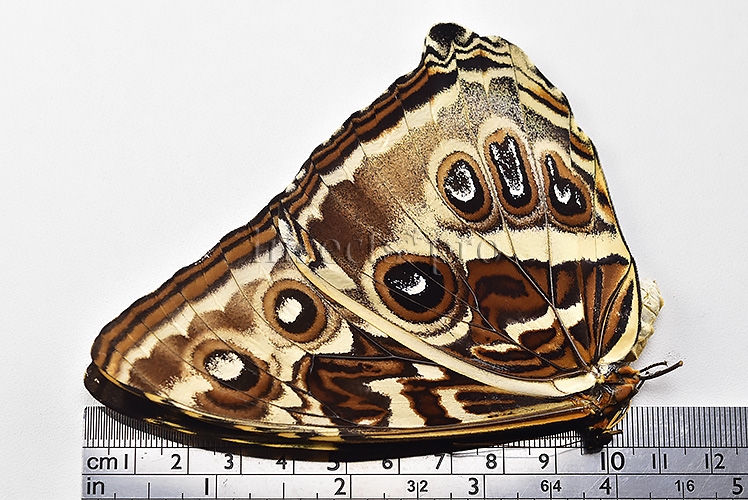 Morpho cisseis gahua f. phadena A1 ♀ - Image 3