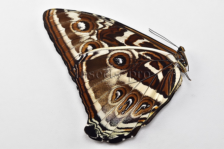 Morpho cisseis gahua f. gahua A1 ♀ BLUE - Image 2
