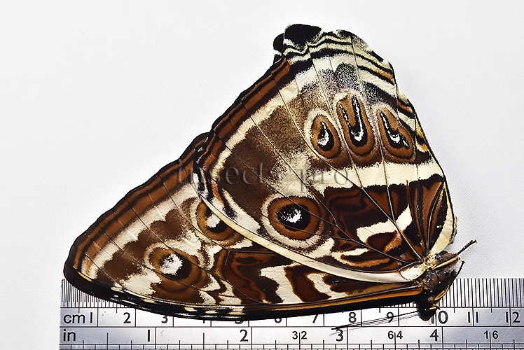 Morpho cisseis gahua f. gahua A1 ♀ BLUE - Image 3