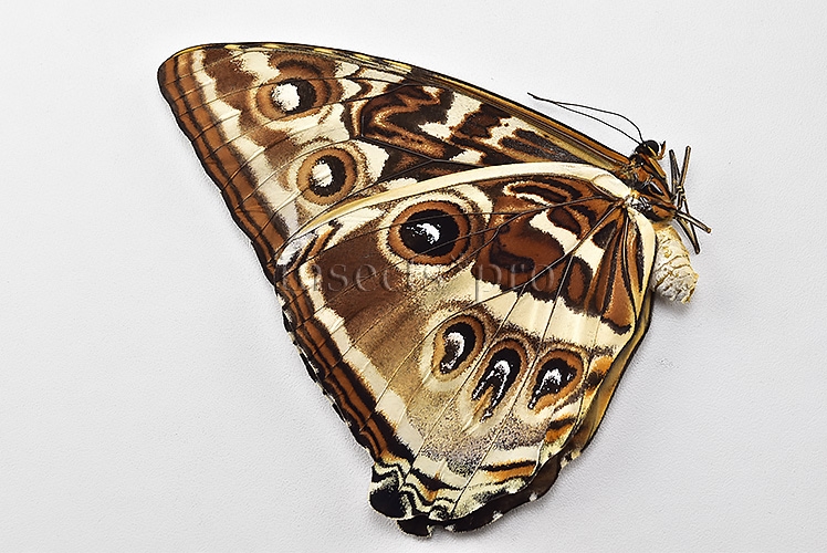 Morpho cisseis gahua f. phadena A1 ♀ GOOD FORM - Image 2