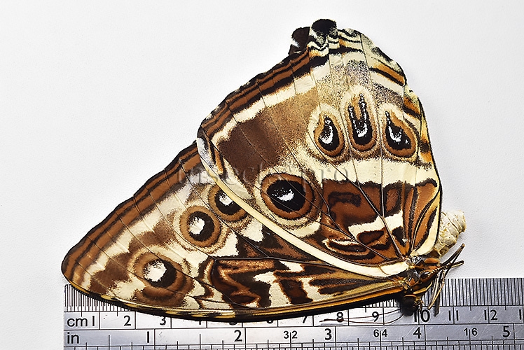Morpho cisseis gahua f. phadena A1 ♀ GOOD FORM - Image 3