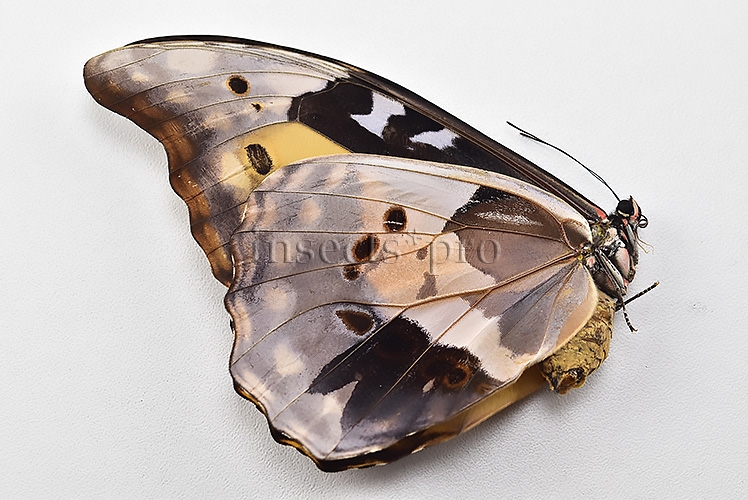 Morpho rhetenor helena A1 *GYNANDROMORPH* ⚥ MALE MOSAIC ON VERSO FROSTY GYN* - Image 2