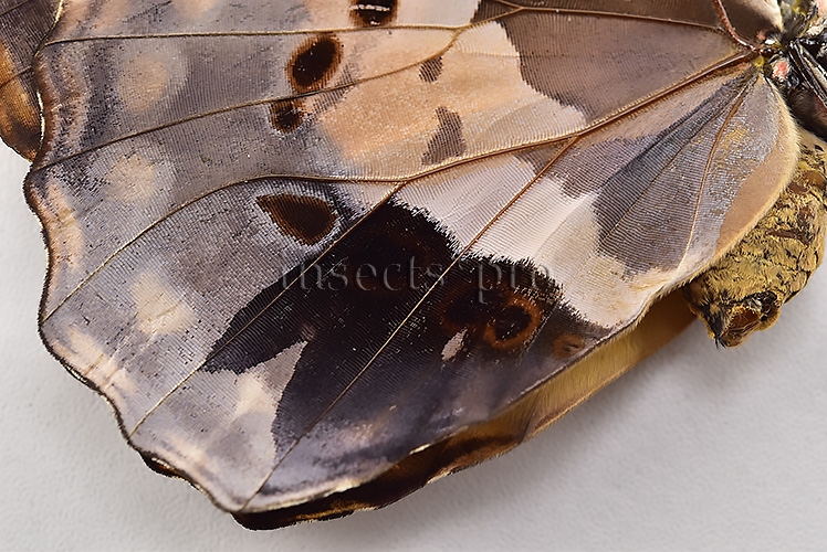 Morpho rhetenor helena A1 *GYNANDROMORPH* ⚥ MALE MOSAIC ON VERSO FROSTY GYN* - Image 4