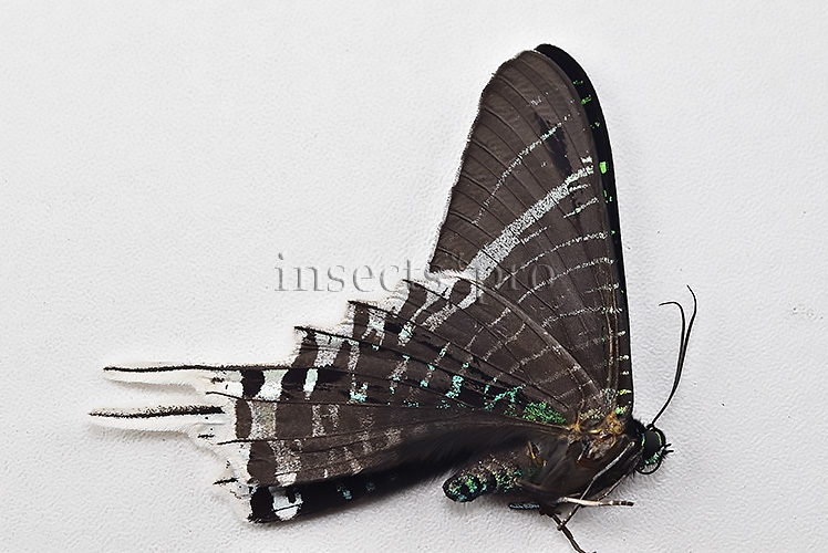 Urania leilus A1 ♂ ABERRATION* MELANIC RIGHT SIDE BILATERAL ABERRANT - Image 2
