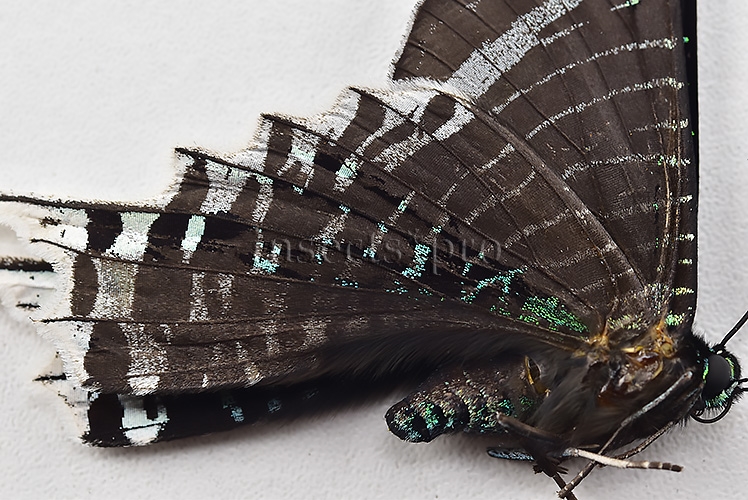 Urania leilus A1 ♂ ABERRATION* MELANIC RIGHT SIDE BILATERAL ABERRANT - Image 4