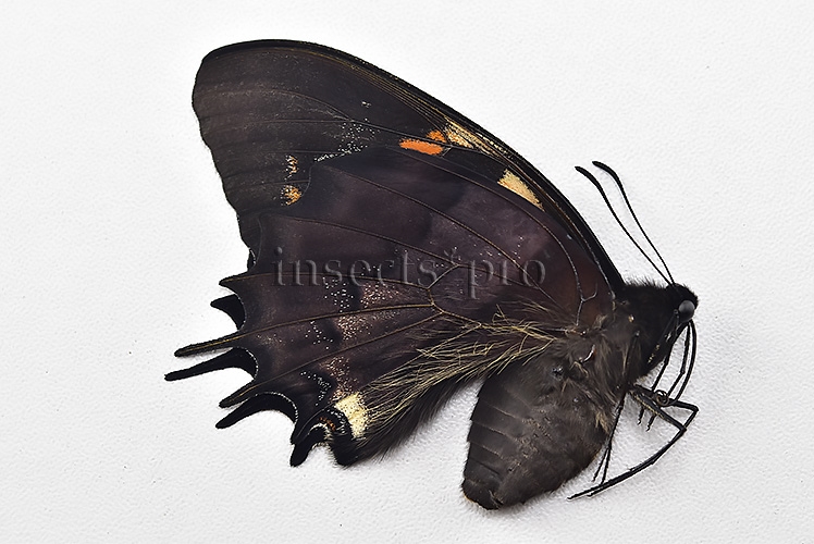 Pterourus cacicus inca f. zaddachii A1 ♀ GOOD PRICE with ACETATE - Image 2