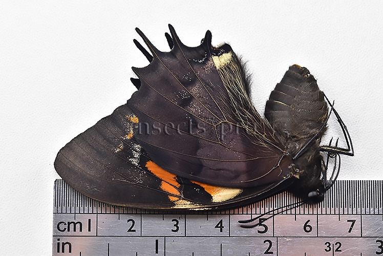 Pterourus cacicus inca f. zaddachii A1 ♀ GOOD PRICE with ACETATE - Image 3