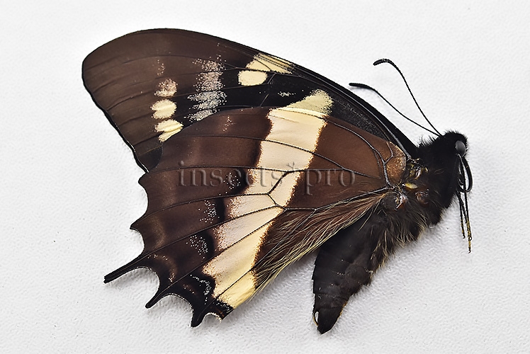 Pterourus cacicus inca A1 ♂ - Image 2