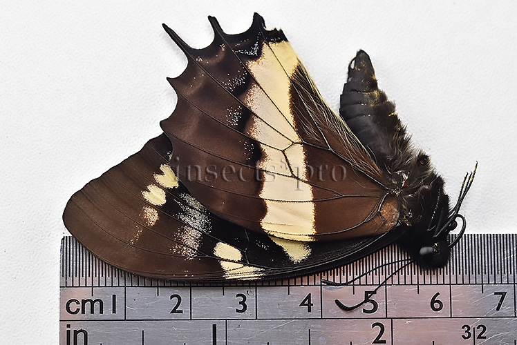 Pterourus cacicus inca A1 ♂ - Image 3