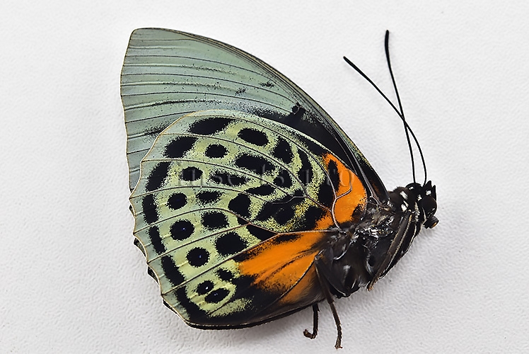 Agrias beatifica staudingeri A1 ♂ YELLOWISH WILD CAPTURED - Image 2