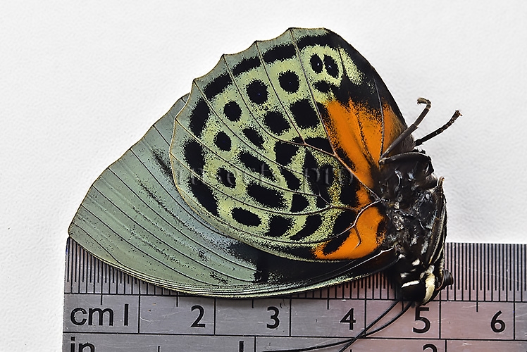 Agrias beatifica staudingeri A1 ♂ YELLOWISH WILD CAPTURED - Image 3