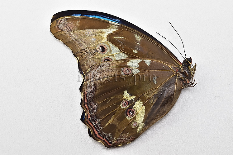 Morpho godartii tingomariensis *GYNANDROMORPH* ⚥ SUPERB MOSAIC SPECIMEN - Image 2