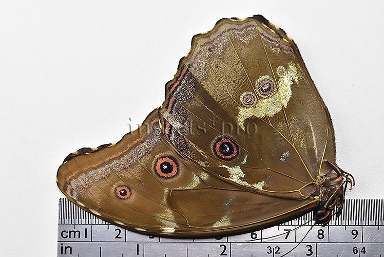 Morpho godartii tingomariensis *GYNANDROMORPH* ⚥ SUPERB MOSAIC SPECIMEN - Image 3