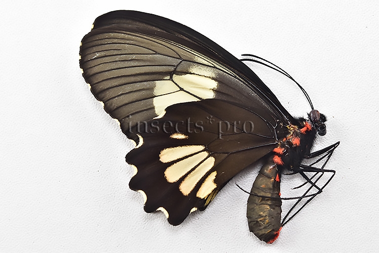 Parides erithalion xanthias A1 ♀ - Image 2