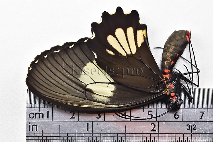 Parides erithalion xanthias A1 ♀ - Image 3
