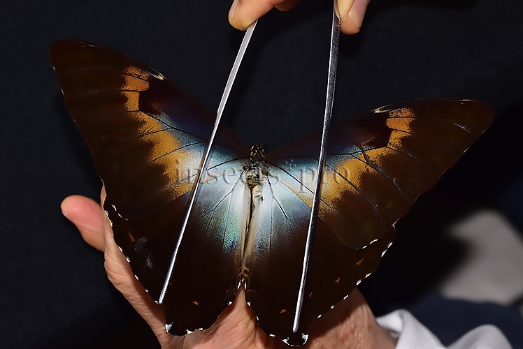 Morpho cisseis gahua f. phadena ♂ - Image 6