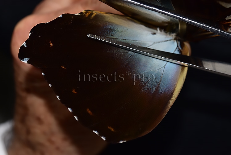 Morpho cisseis gahua f. phadena ♂ - Image 4