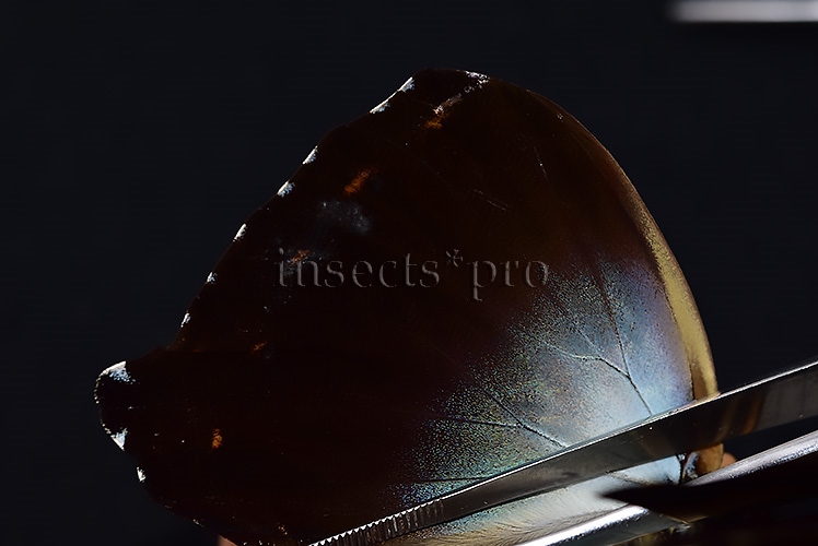 Morpho cisseis gahua f. phadena ♂ - Image 5