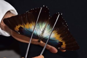 Morpho cisseis gahua f. phadena ♂