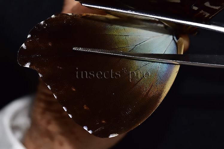 Morpho cisseis gahua f. phadena ♂ - Image 4