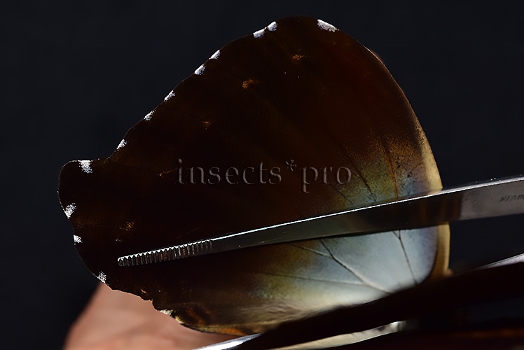 Morpho cisseis gahua f. phadena ♂ - Image 5