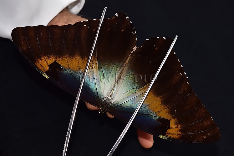 Morpho cisseis gahua f. phadena ♂