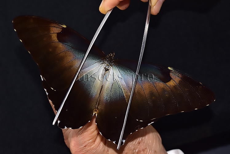Morpho cisseis gahua f. phadena ♂ - Image 6
