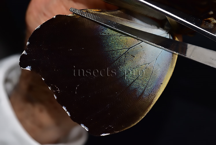 Morpho cisseis gahua f. phadena ♂ - Image 4