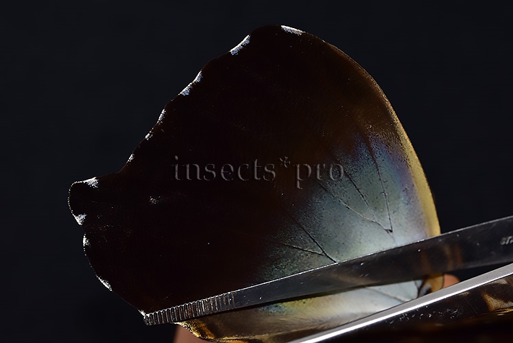 Morpho cisseis gahua f. phadena ♂ - Image 5