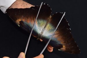 Morpho cisseis gahua f. phadena ♂