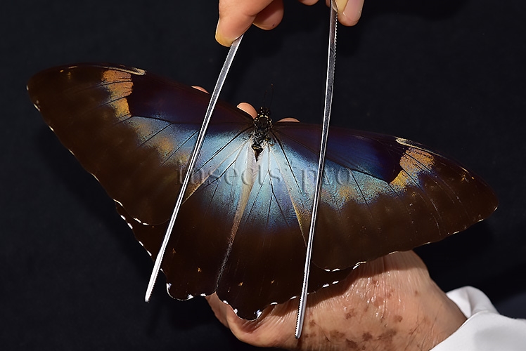Morpho cisseis gahua f. phadena ♂ - Image 6