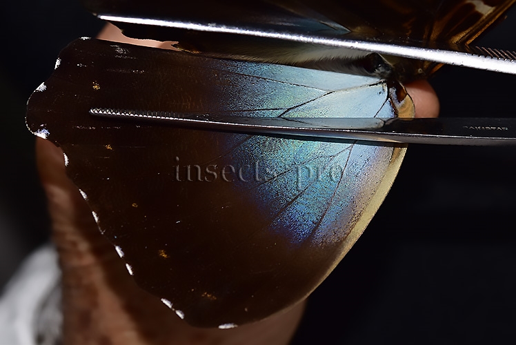 Morpho cisseis gahua f. phadena ♂ - Image 4