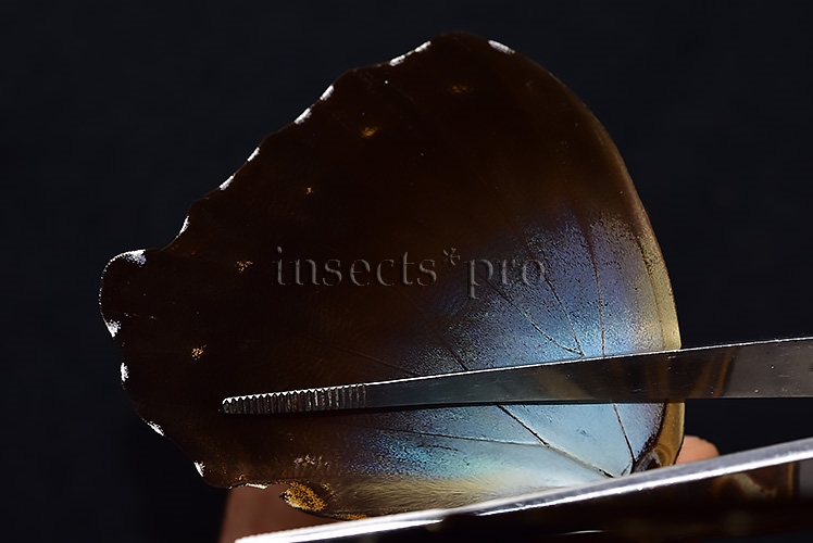 Morpho cisseis gahua f. phadena ♂ - Image 5