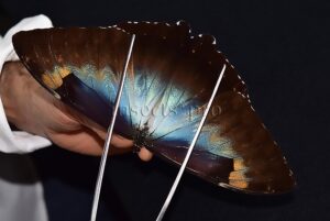 Morpho cisseis gahua f. phadena ♂
