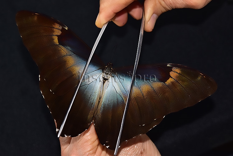 Morpho cisseis gahua f. phadena ♂ - Image 6