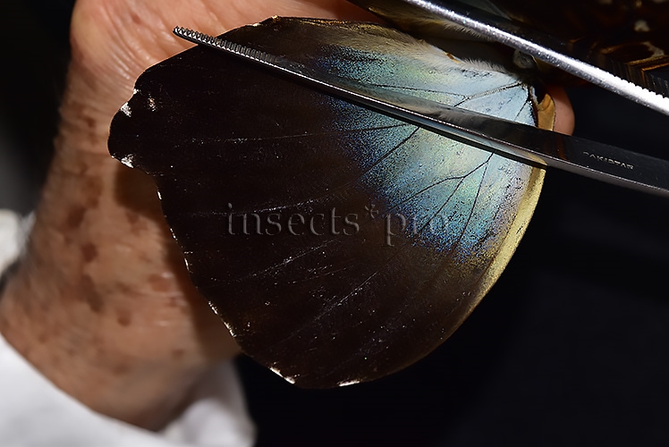 Morpho cisseis gahua f. phadena ♂ - Image 4