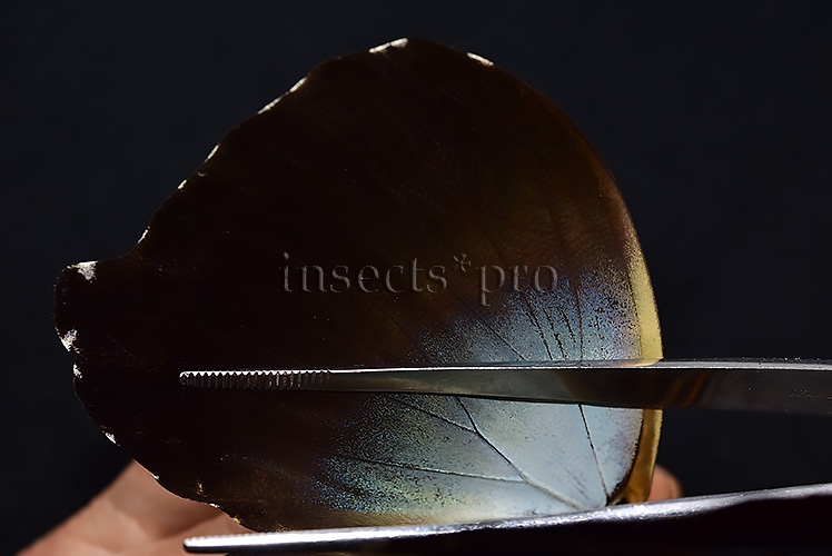 Morpho cisseis gahua f. phadena ♂ - Image 5